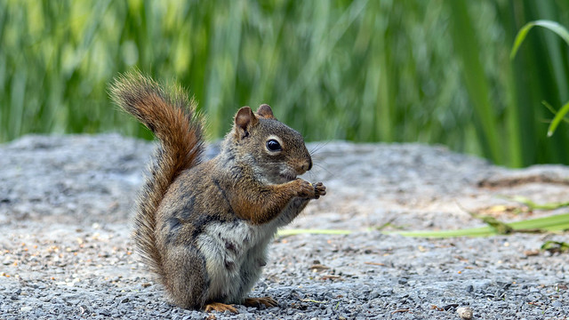 Écureuil roux d'Amérique  /  American red squirrel