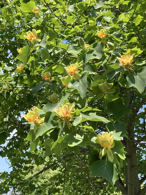 “Beautiful colourful tuliptree in bloom on Duffins trail in Rotary park , Martins photograph , Ajax , Ontario , Canada , June 13. 2023“
