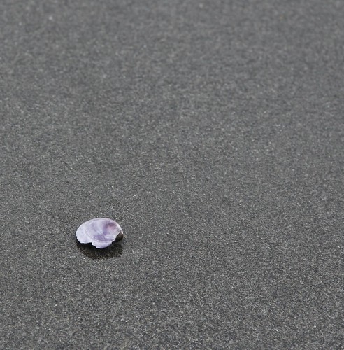 Shell on Sand | by MichaelChuck
