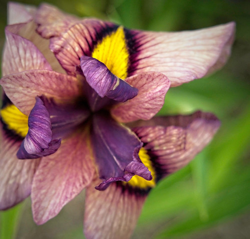 Iris pseudata 'Chaki' [TEA PARTY] 23W25 SPX G4- | by F. D. Richards