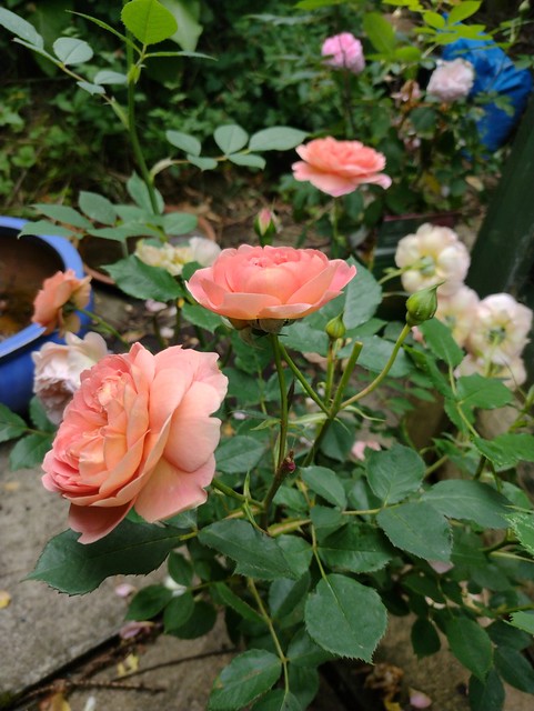 Rose (Boscobel)