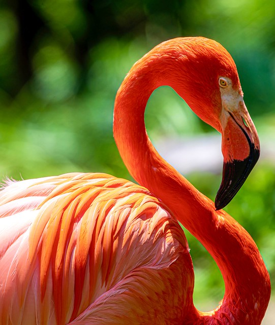 ITOZU with 600mm Flamingo. (EXPLOREd June 28, 2023)