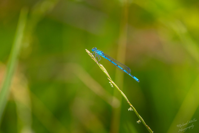 Im Garten und in der Natur : Eine Libelle auf einem Grashalm.