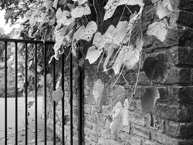 Leaves at the Gate