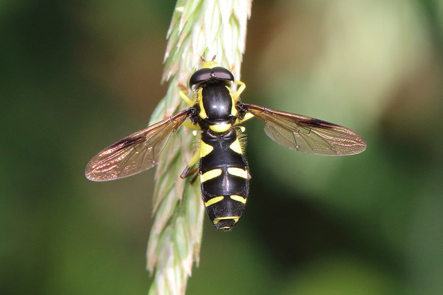 Hoverfly - Xanthogramma pedisequum (male)