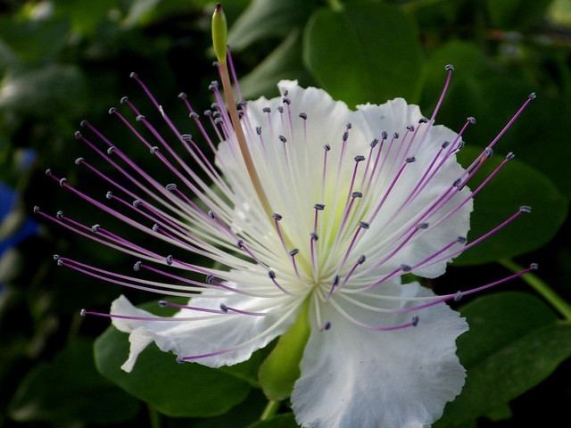 Flor de taprera /  Capers flower ( Capparis spinosa var. inermis)