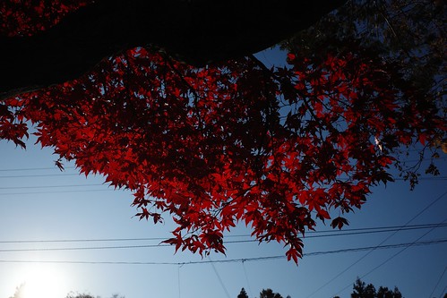 Autumn Color 18