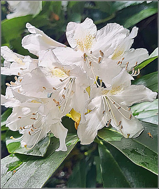 Rhododendron Close Up ..