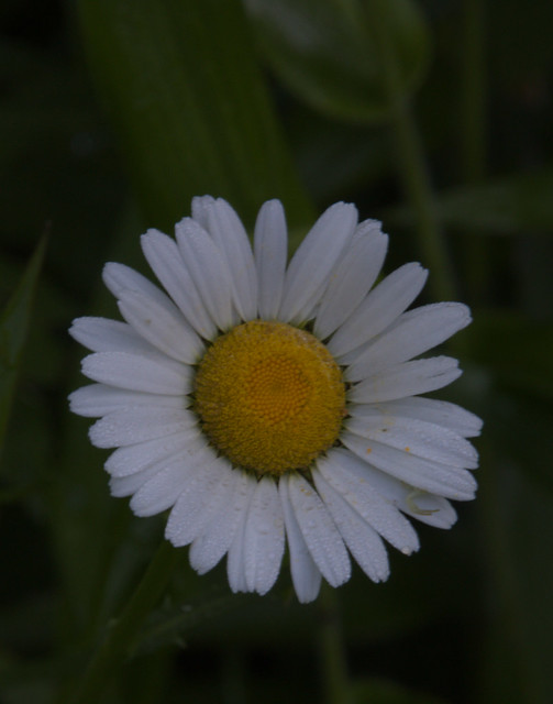 IMG_5654_RT Crop and Enhance - 11x14 - Color - Wild Daisy Portrait
