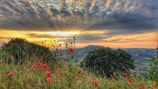 Poppies at sunset