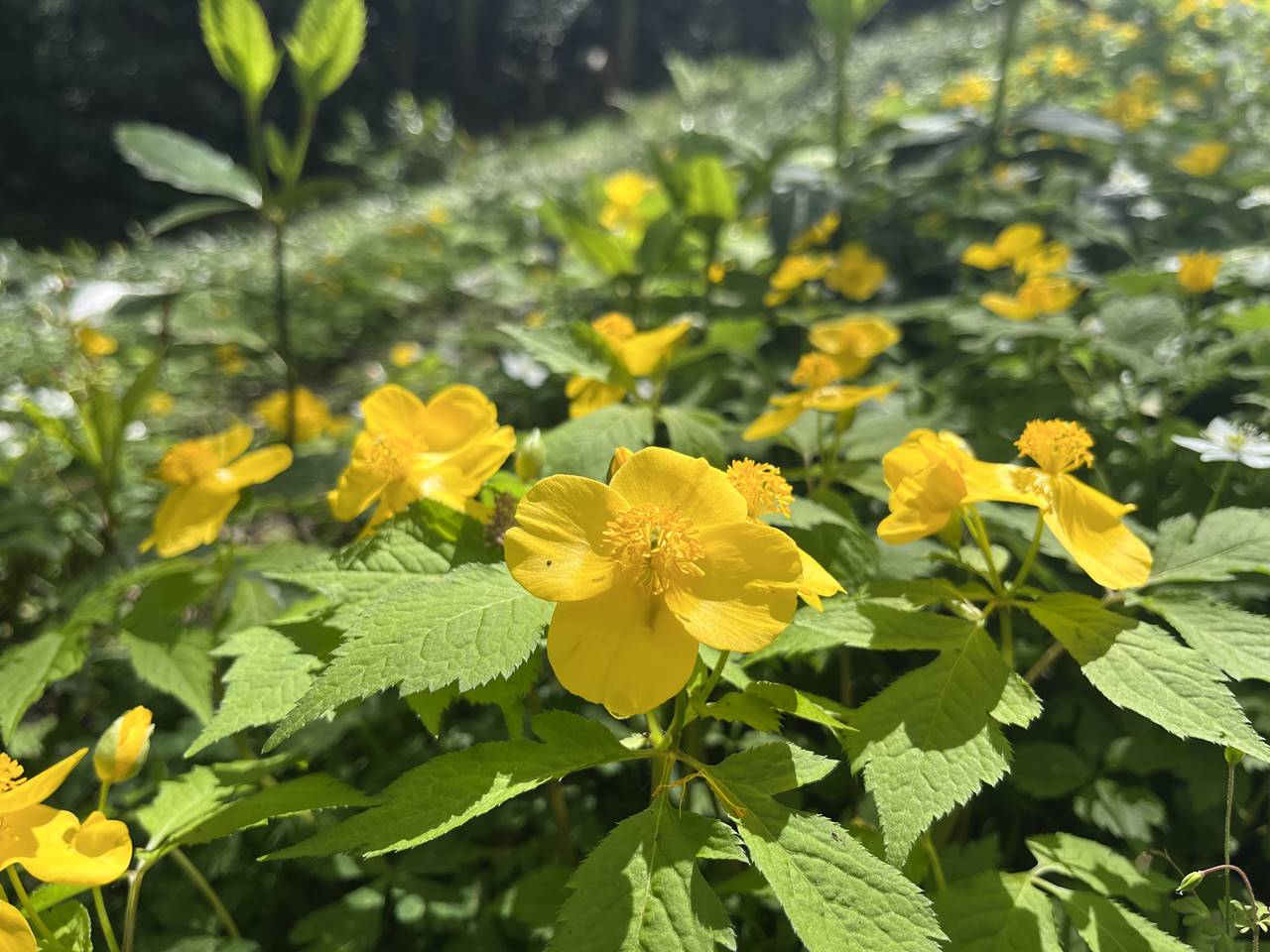 南高尾登山 ニリンソウの隣に咲く黄色い花！