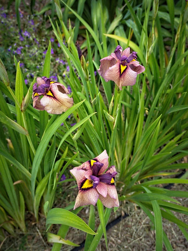 Iris pseudata 'Chaki' [TEA PARTY] 23W25 SPX G4- | by F. D. Richards