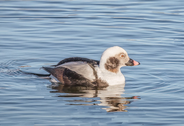 Long-tailed Duck (C0965)