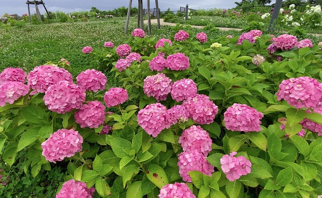 卯辰山公園眺望の丘の紫陽花