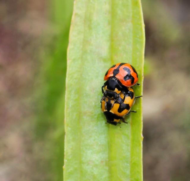Ladybird beetle liaison