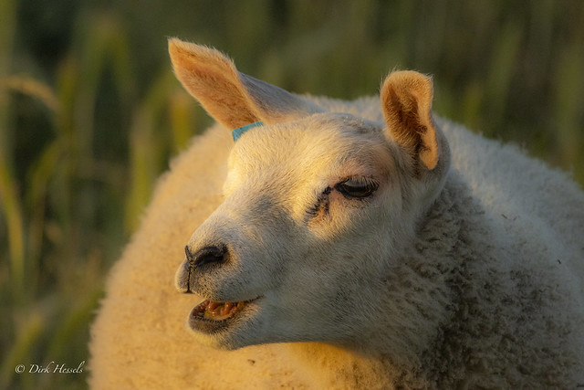 Sheep | Schaap | Schaf, (Ovis aries) - in explore