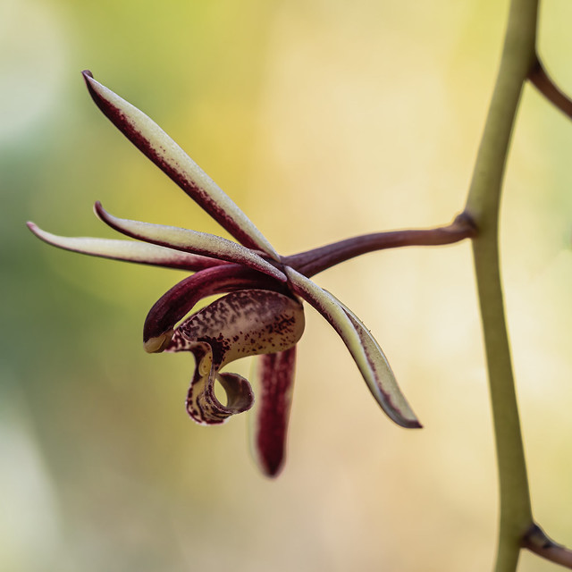 Cymbidium bicolor var. pubescens 0428-1; Orchidaceae (1)