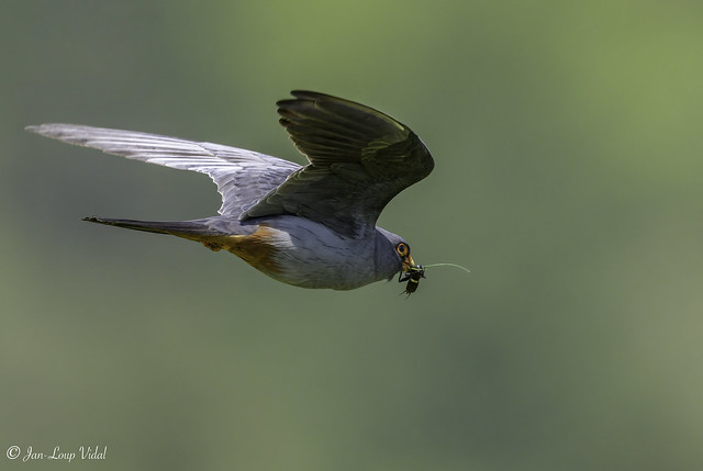 Faucon kobez / Falco vespertinus / Red-footed Falcon