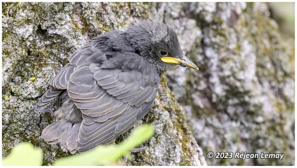 Spring Fledging Kingston Inner Harbour | Spring Starling (Fledgling) 09_SZ… | Flickr