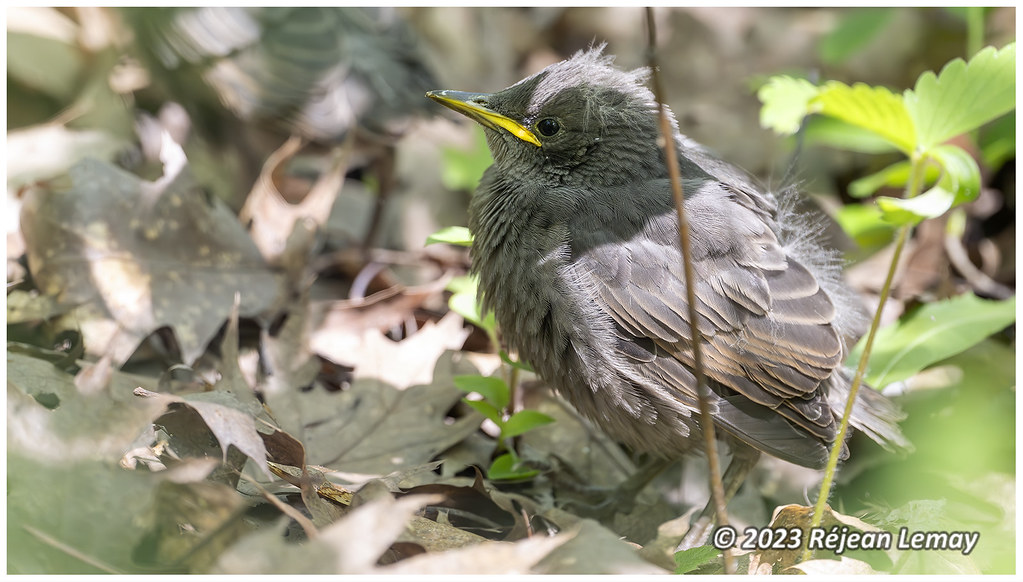 Spring Fledging Kingston Inner Harbour | Spring Starling (Fledgling) 10_SZ… | Flickr