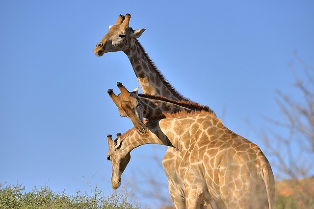 South Africa, 3 heads giraffe