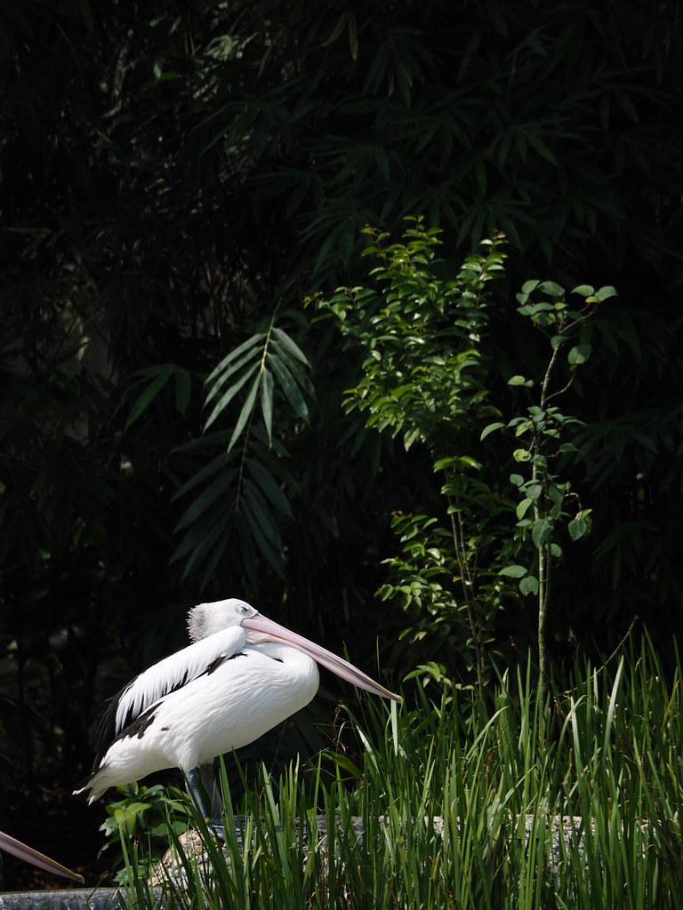 Photography using EM1 75-300mm @ 新加坡飛禽公園 Birds Paradise, 新加坡 Singapore