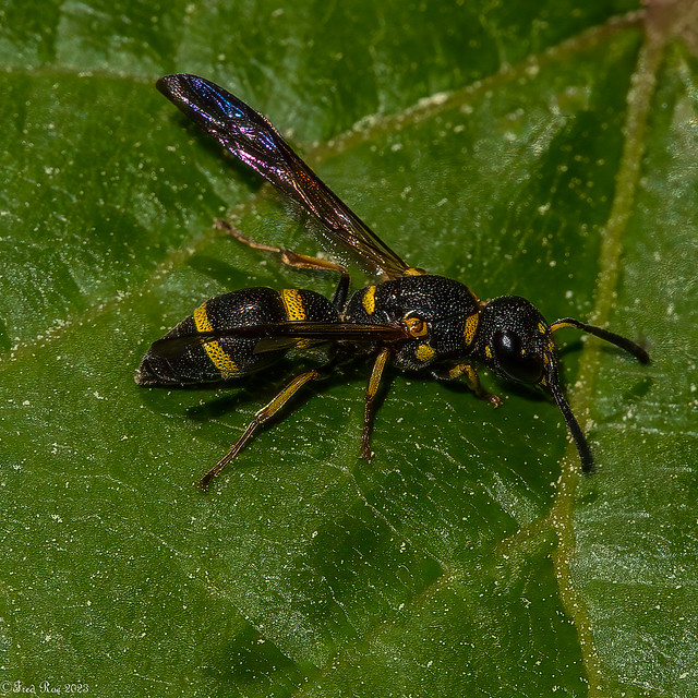 Little wasp