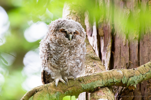 JP - Owl chick, Tarras Valley Nature Reserve, Scotland