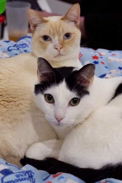 Morad, gatito blanco con toques negros muy juguetón esterilizado, nacido en Octubre´18, en adopción. Valencia. 52997947465_b8a0b8875e_z