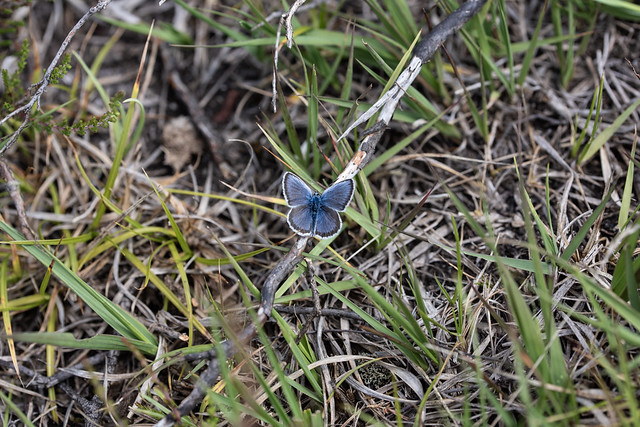 Silver-studded Blue (m)