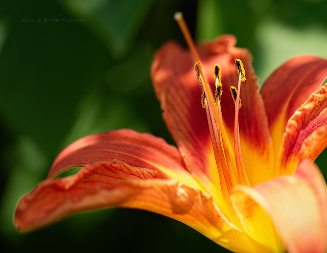 Orange Taglilie  |  orange daylily