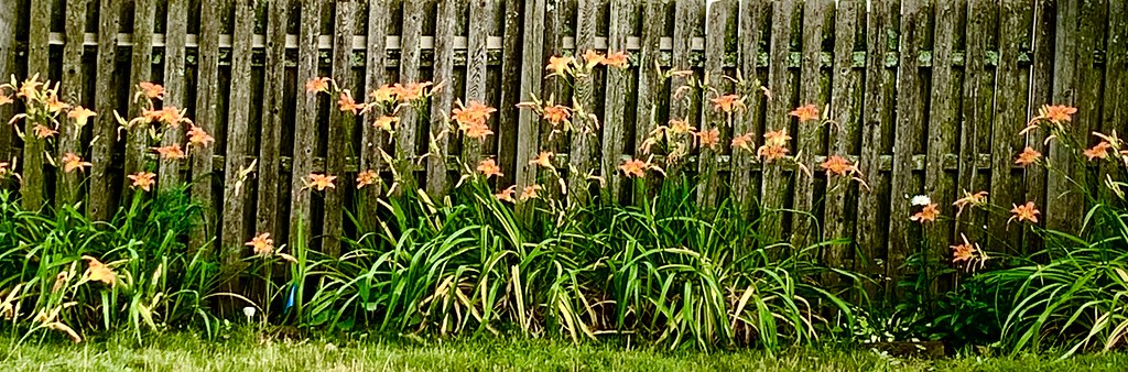 a border of tiger lilies
