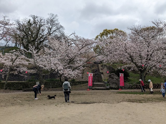 Sakura Park