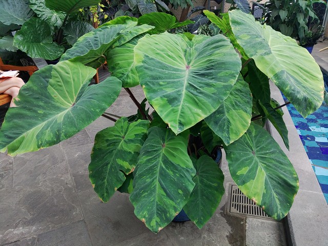 Washington, DC USBG | 04-28-11 Colocasia 'Lemon Lime Geko'