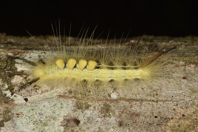 Definite Tussock Moth - Orgyia definita