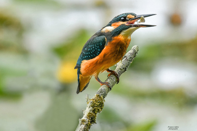 Martin-pêcheur mâle (Alcedo Atthis) Kingfisher