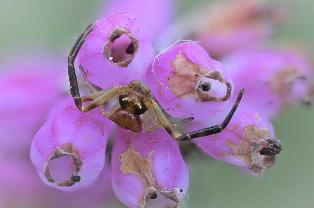 Heather Crab Spider (Thomisus onustus) male - stack