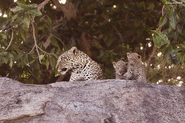 Leopard Mother and Cubs