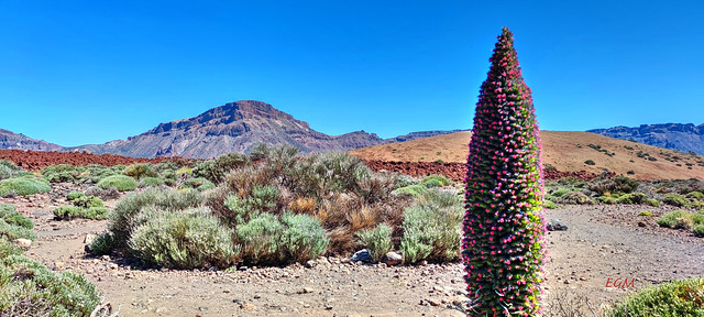 Tajinaste en el Parque Nacional del Teide