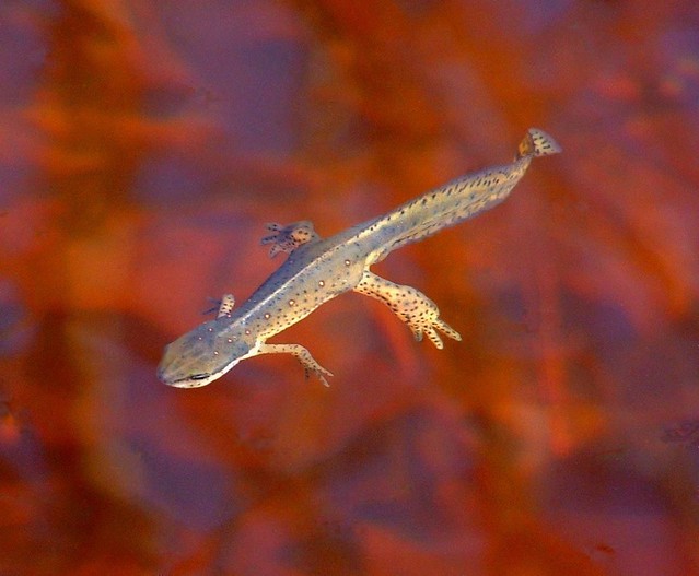 Newt Swimming Above Leaves