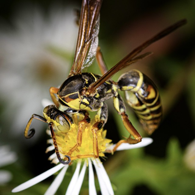 Northern paper wasp