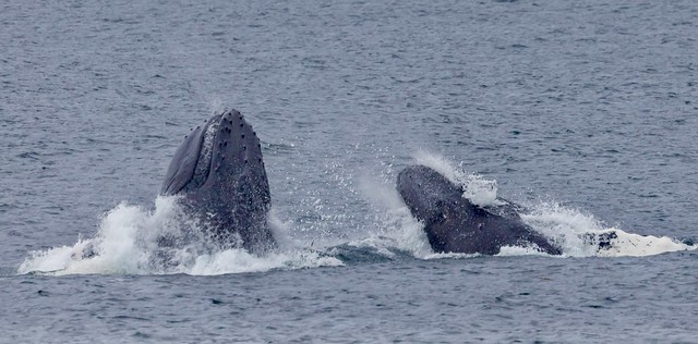 Humpback Whales (Megaptera novaeangliae) 