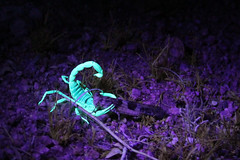 Scorpion at Joshua Tree