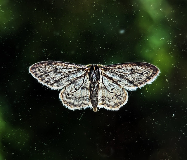 beautiful moth