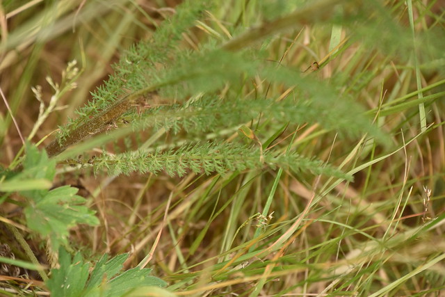 Achillea millefolium 23-06-18 02