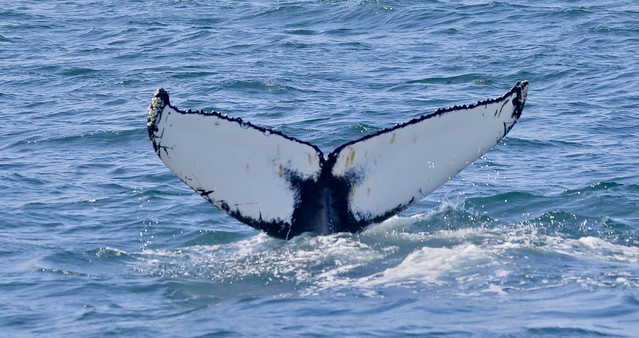 Humpback Whale (Megaptera novaeangliae) fluke