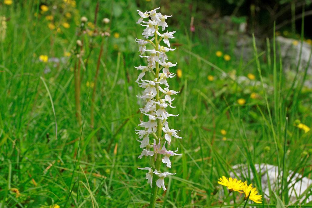 Orchis mascula subsp speciosa (Hypochromatic form)