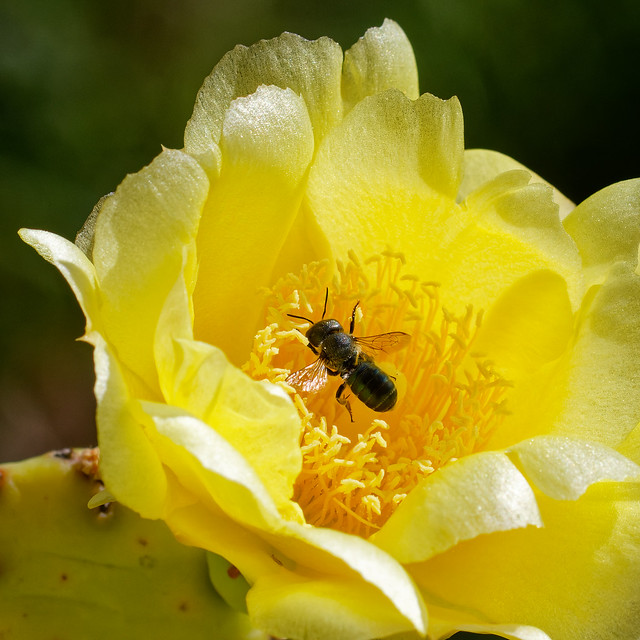 Opuntia with little wild bee
