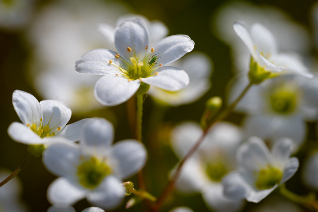 A field of little white blossoms