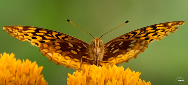 Great Spangled Fritillary on Butterfly Weed